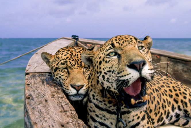 <strong>Steve Winter - Pepe's Swim with Jaguars. </strong><br />Two jaguars being rescued from the illegal pet trade in south of Cancun, Mexico, in 2008. The animals had been kept as pets and then simply let loose when they were no longer wanted, according to photographer Steve Winter. These two animals were rescued and lived out their days in a sanctuary. Winter and his wife Sharon Guynup have been uncovering the illegal trade of big cats for decades. <br />
