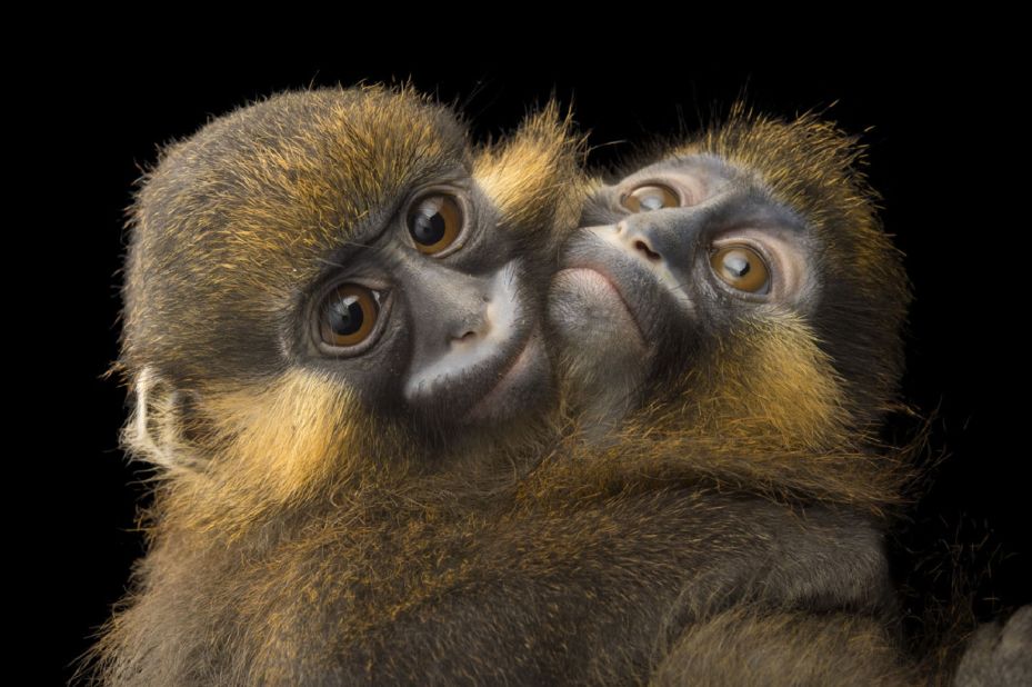 <strong>Joel Sartore - Grey-tailed Moustached Monkeys. </strong><br />These monkeys are pictured at the wildlife rehab center at ONG Animals World in Libreville, Gabon. This photograph is part of the Photo Ark, a documentary project founded by photographer Joel Sartore to save species and habitat. <br />