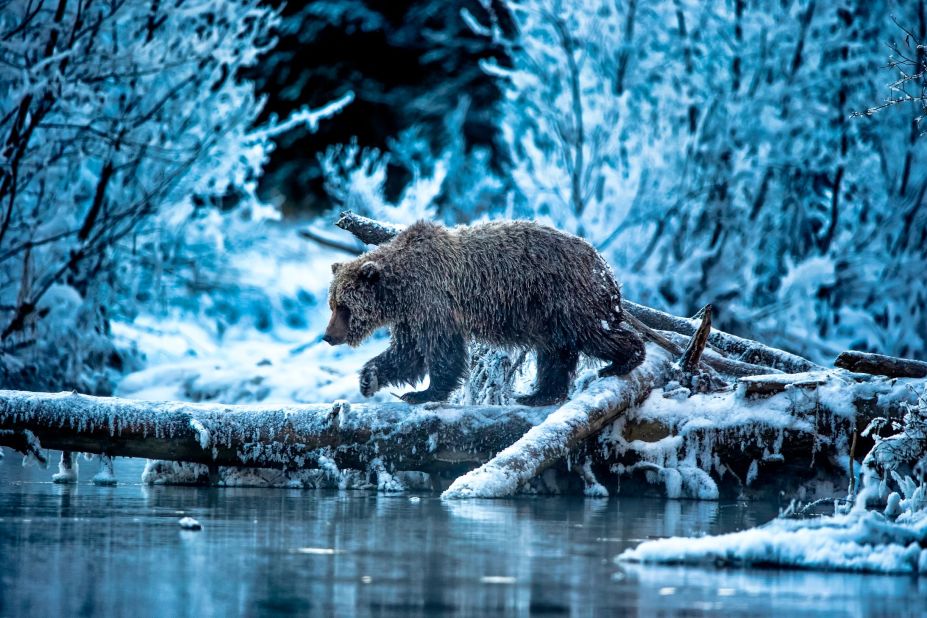 British photographer Andy Skillen captured the moment a female grizzly bear used a log to cross a stream in Yukon, Canada.