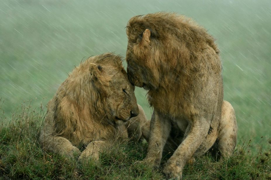 Two male lions share a tender moment during a downpour in the Maasai Mara, Kenya, in this shot by US photographer Ashleigh McCord.<br />