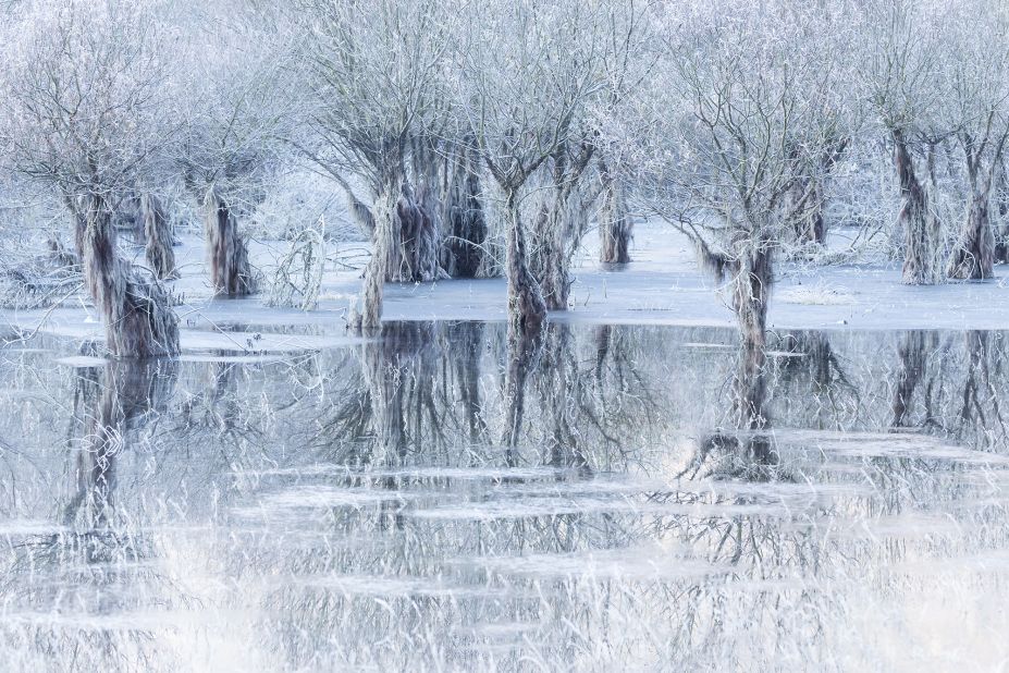 High water levels at Santa Croce Lake in Belluno province, Italy, allowed Italian photographer Cristiano Vendramin to take this image of willow plants in the icy stillness.<br />