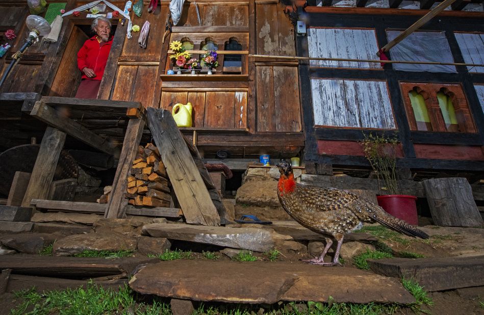 Indian photographer Dhritiman Mukherjee took this photo of the normally elusive Satyr tragopans, a rare species of Asian pheasant, in a village near Punakha, Bhutan.<br />