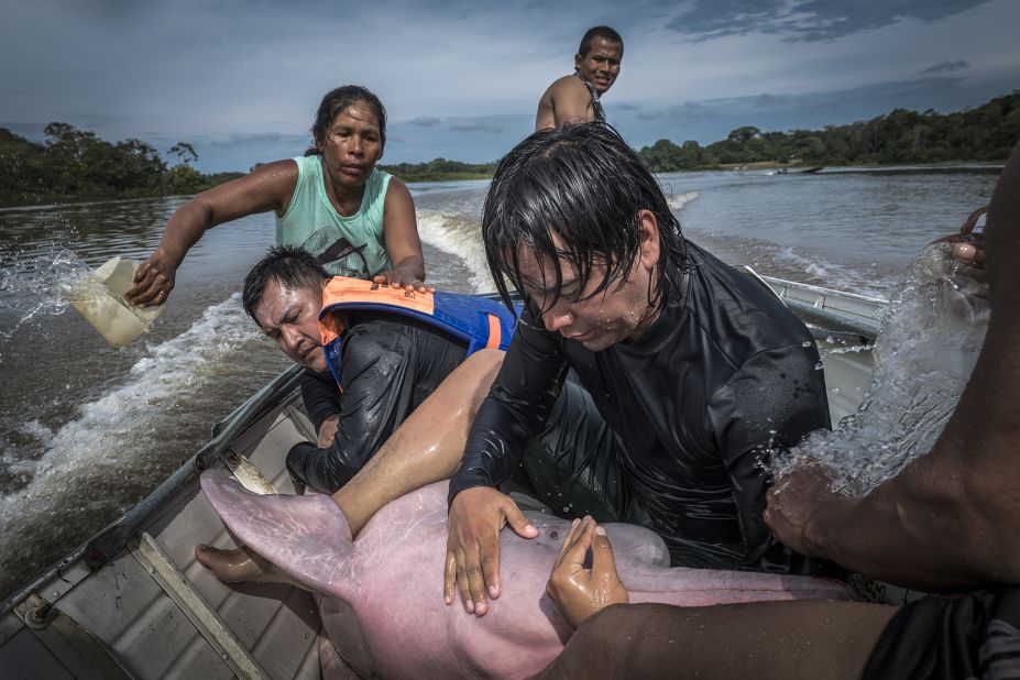 Spanish photographer Jaime Rojo took this image of a biologist soothing an Amazon river dolphin in Colombia.