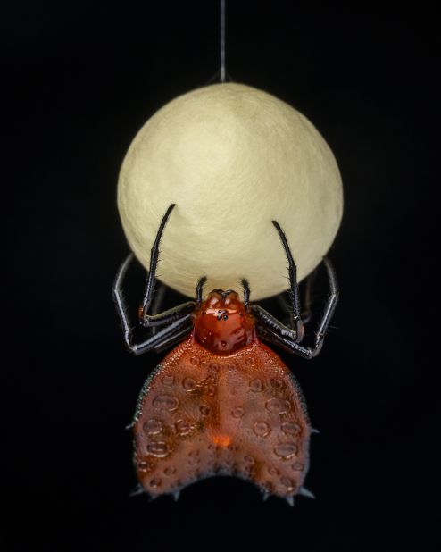 The egg case of a female thorned heart orb weaver spider looks like a full moon in this image by Spanish photographer Javier Aznar González de Rueda, taken in the Amazon rainforest in Ecuador.