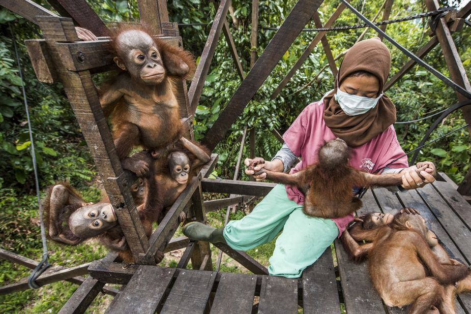 A keeper cares for baby orangutans affected by disappearing rainforests in Borneo in this image by Spanish photographer Joan de la Malla.