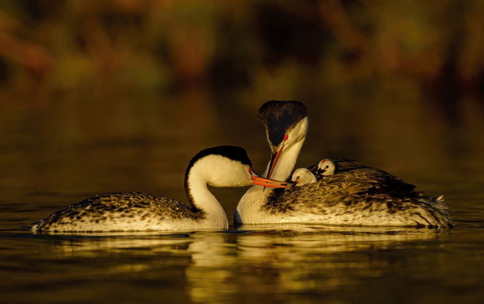 US photographer Ly Dang captured these baby Clark's grebes hitching a ride on their parent's back in San Diego, California.