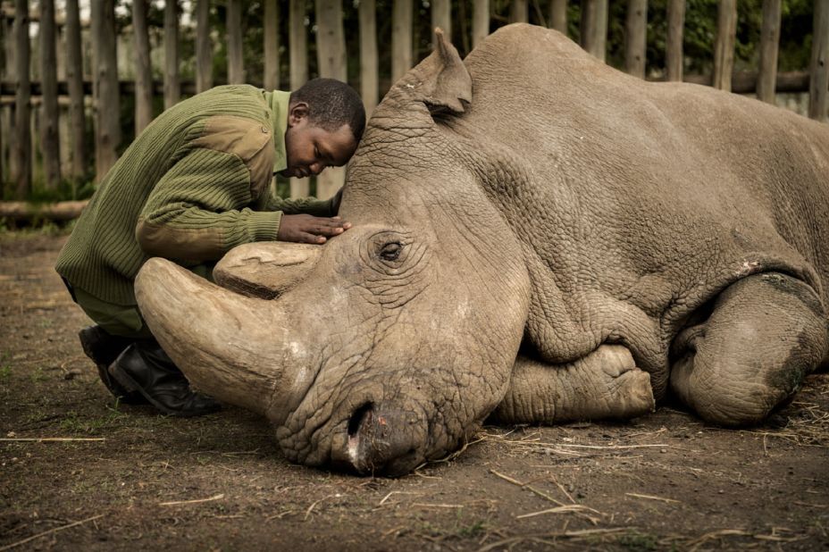 <strong>Ami Vitale - Goodbye Sudan.</strong> <br />Here, Joseph Wachira comforts Sudan, the last male northern white rhino on the planet, moments before its death in March 2018 at Ol Pejeta Conservancy in northern Kenya. Now, two females are all that remains of the species. "I think that this image is so beautiful and heartbreaking," said Vitale. "It represents the best and worst of humanity. I think people like JoJo (Joseph Wachira) in this photo represent the best of humanity, and that we all have it in us, and that it's just about reimagining our world and dreaming and believing that we can change this course that we're on."<br />