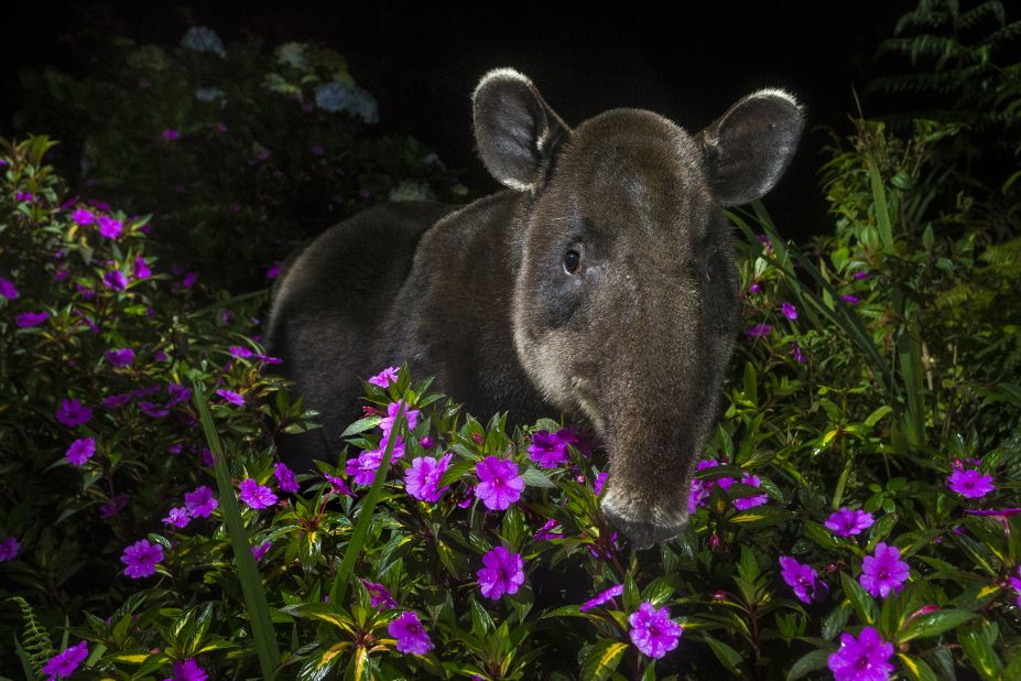 A Baird's tapir named Dantita looks to be peeking out of vegetation in the Braulio Carrillo National Park, Costa Rica, in this image by Dutch photographer Michiel Van Noppen.<br />