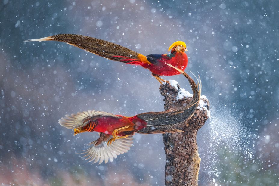 Two male golden pheasants appear to be dancing in this photo by Chinese photographer Qiang Guo, which was taken in Shanxi Province, China.<br />