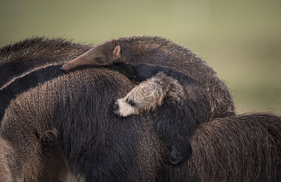 South African photographer Wim van den Heever took this shot of a female giant anteater carrying a youngster on her back in the Pantanal wetlands, Brazil.<br />