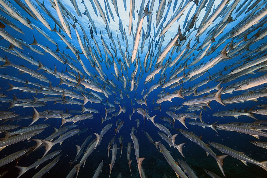 Taiwanese photographer Yung Sen Wu spent four days swimming with barracudas in Palau, in the western Pacific, in order to take this "fish eye" view image.<br />