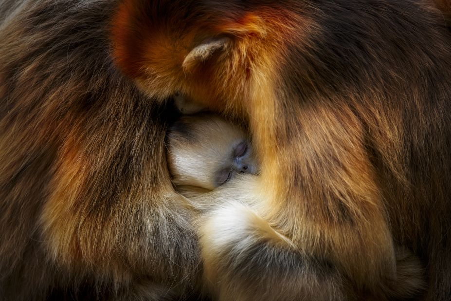Chinese photographer Zhang Qiang took this photo of two female Sichuan snub-nosed monkeys huddling with one of the family group's youngsters for warmth and protection in China's Qinling Mountains.<br />