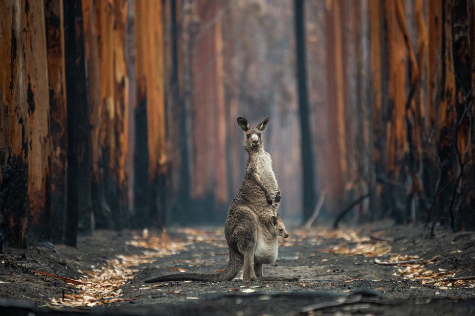 Canadian photographer Jo-Anne McArthur took this photo of an eastern gray kangaroo and her joey in the midst of a burned eucalyptus plantation near Mallacoota, southern Australia.<br />
