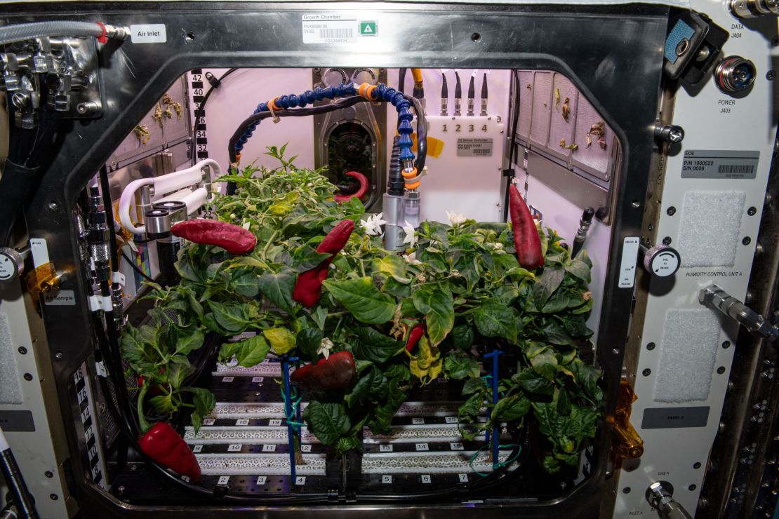 The four pepper plants that grew for 137 days are pictured shortly before the second and final harvest for the experiment.