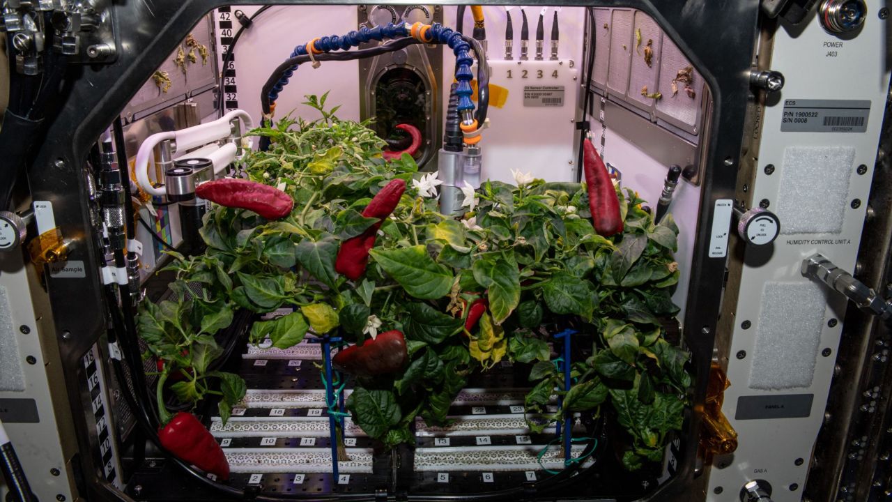 The four pepper plants that grew for 137 days are pictured shortly before the second and final harvest for the experiment.