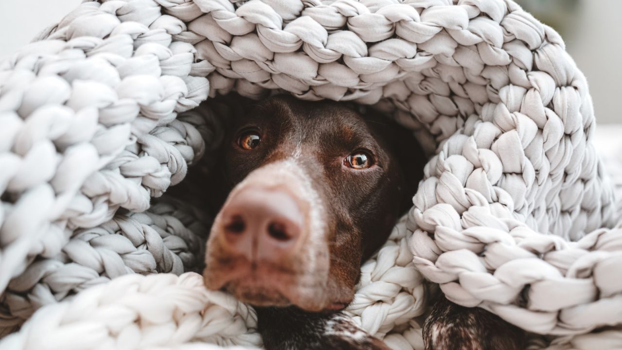 Bearaby weighted blankets improve sleep and comfort CNN Underscored