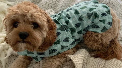 Underscored editors' favorite products of November 2021 21 211201155100 underscored ed picks matching lc pajamas steph