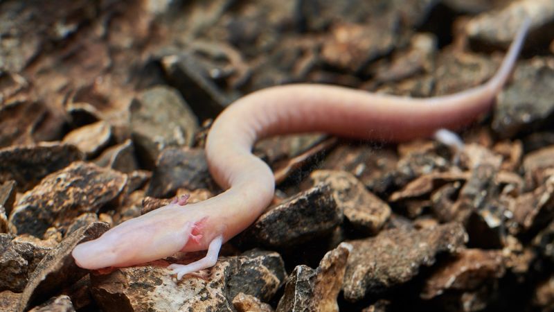 The baby dragons of Slovenia