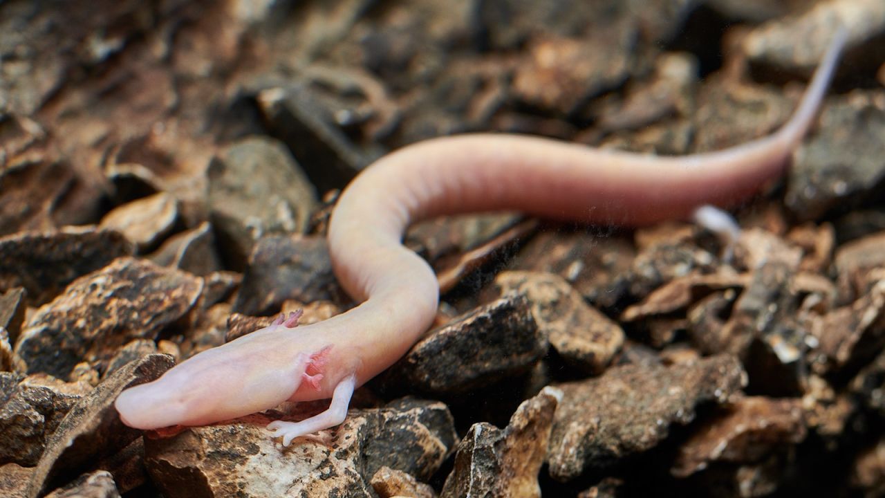 Olms grow up to 25 centimeters in length.