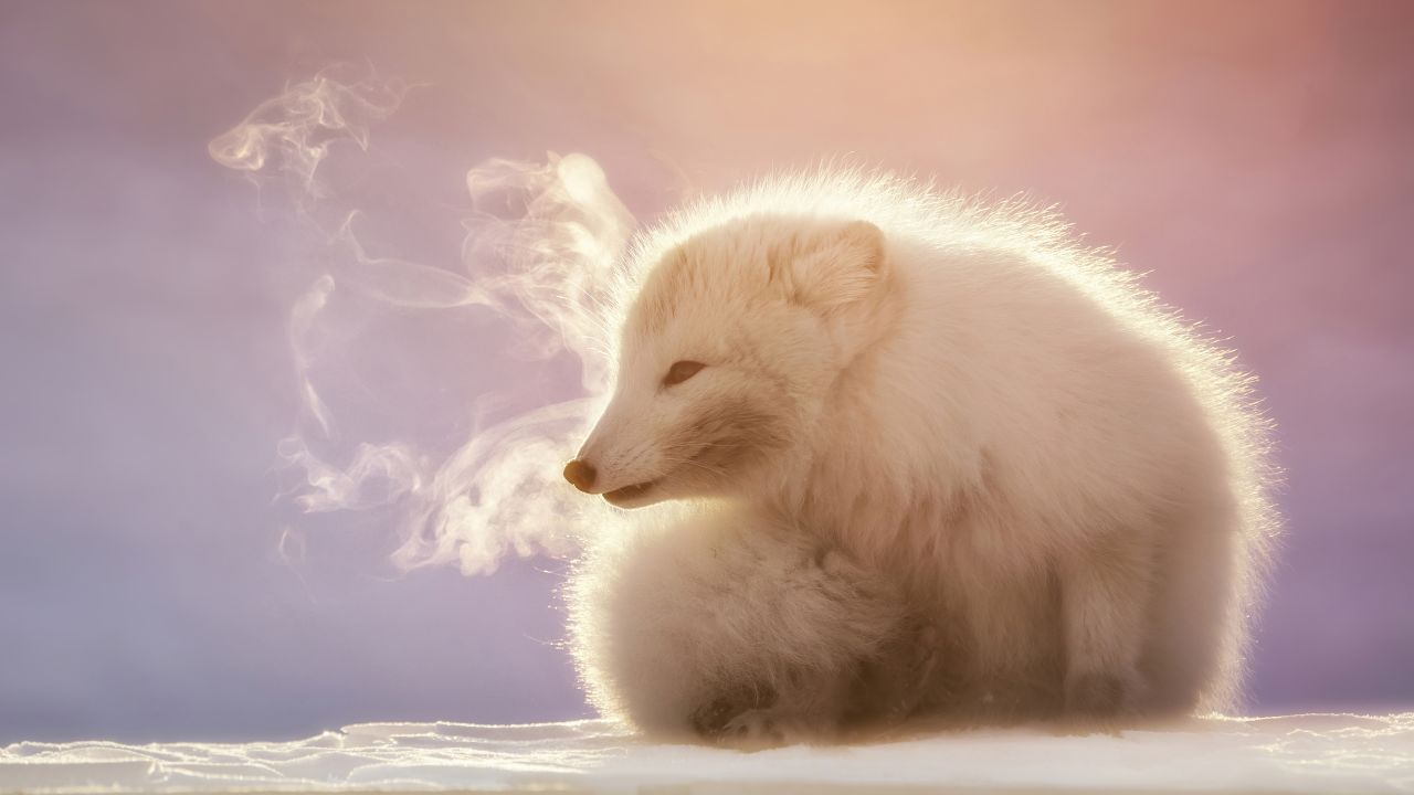 This Arctic fox calling to another nearby fox in Spitsbergen, Svalbard, was captured by Italian photographer Marco Gaiotti.