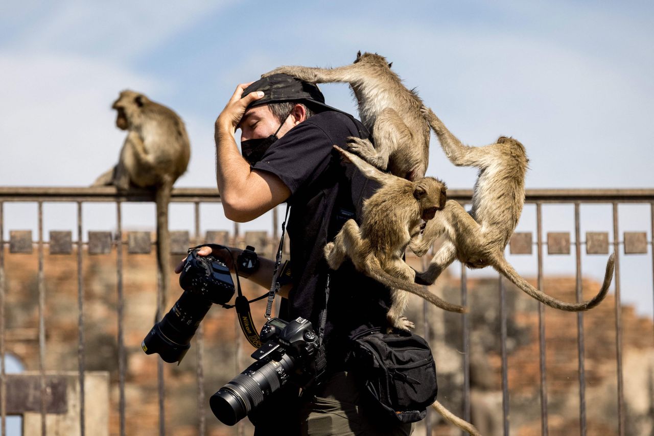 Macaques climb onto a news photographer at a temple in Thailand's Lopburi province on Sunday, November 28. <a href="https://www.cnn.com/travel/article/thai-monkey-festival-intl-scli/index.html" target="_blank">Lopburi's Monkey Festival resumed</a> following a two-year hiatus caused by the pandemic.