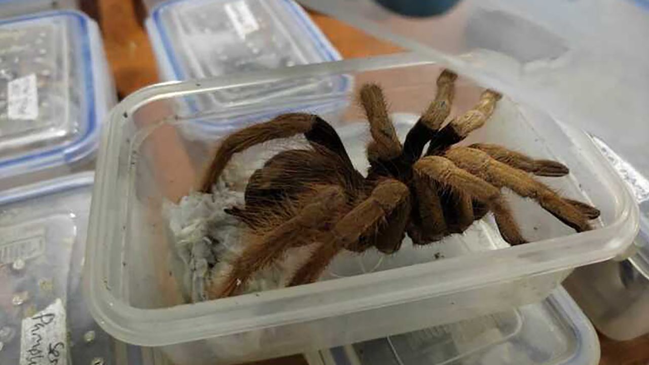 Colombian officials seized hundreds of tarantulas, cockroaches and a scorpion.