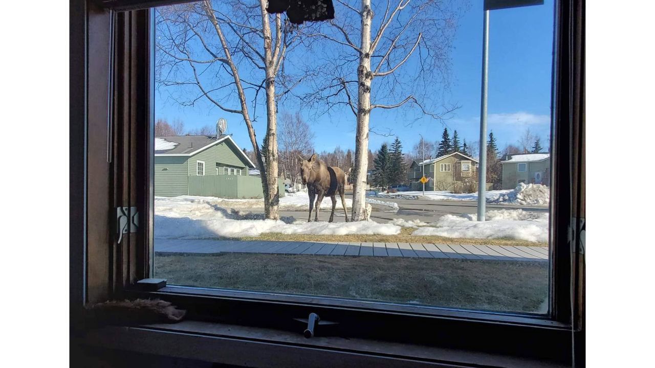 <strong>Virtual travel: </strong>Duriau tells CNN Travel she wanted the group to allow people to "come out of their isolation and travel, in complete safety" by offering some social media escapism. This photo from a home in Anchorage, Alaska was taken in April 2020.