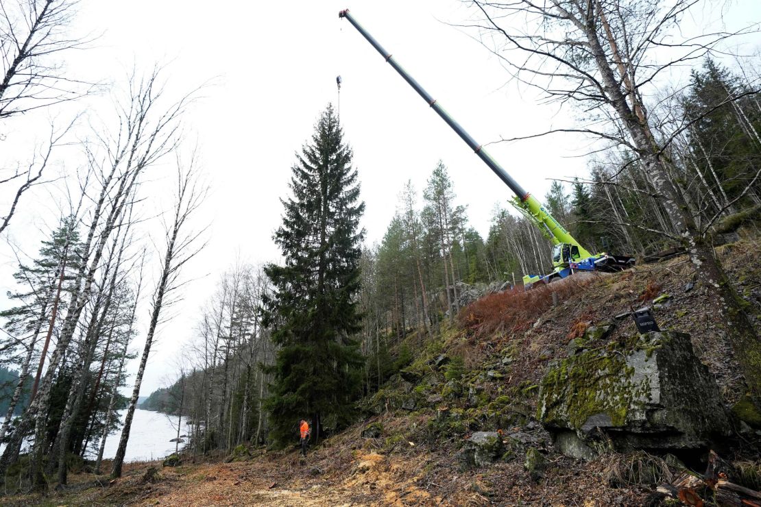 A crane lifts the Norwegian spruce during its felling in Oslo on November 16, 2021, before being  gifted to London.