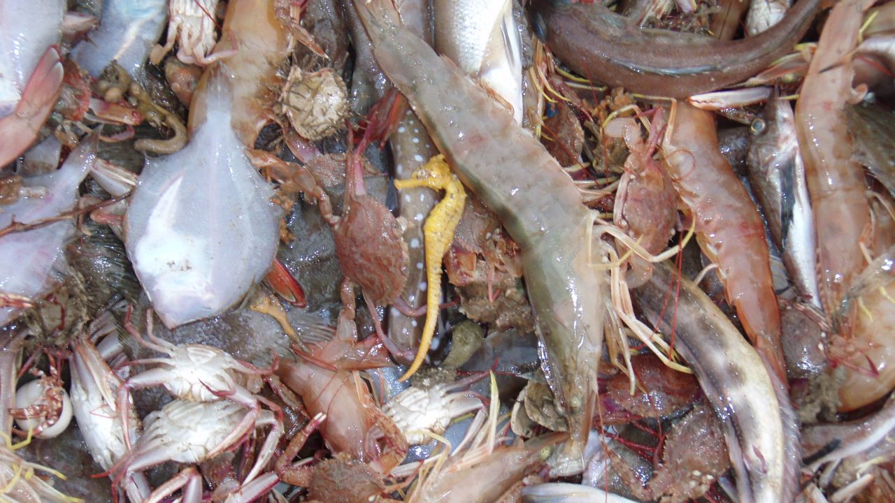 Bycatch on a shrimp trawler in Mexico.