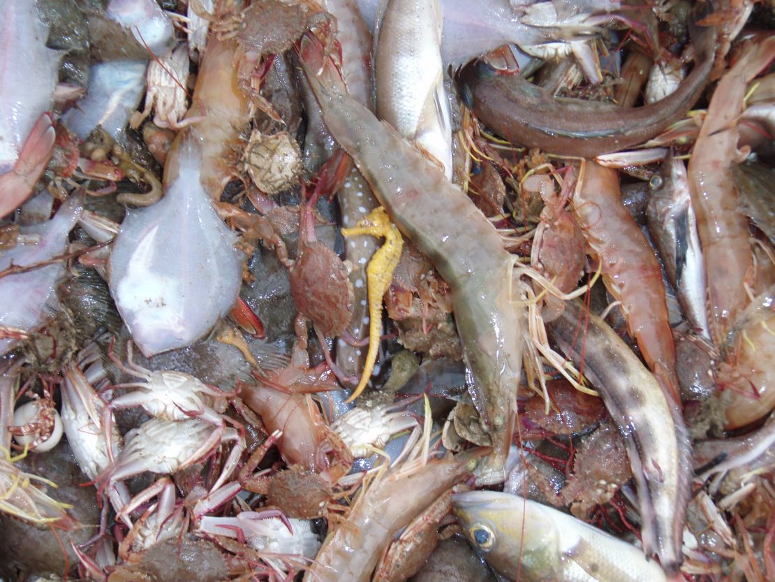 Bycatch on a shrimp trawler in Mexico.