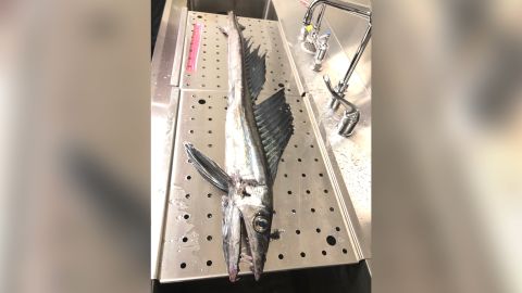Although not particularly rare, researchers noted it was the first lancetfish preserved by science since 1996. 