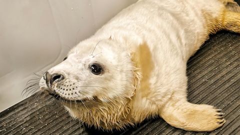 A seal pup named Jupiter washed up in the UK this week and was rescued by the British Divers Marine Life Association.