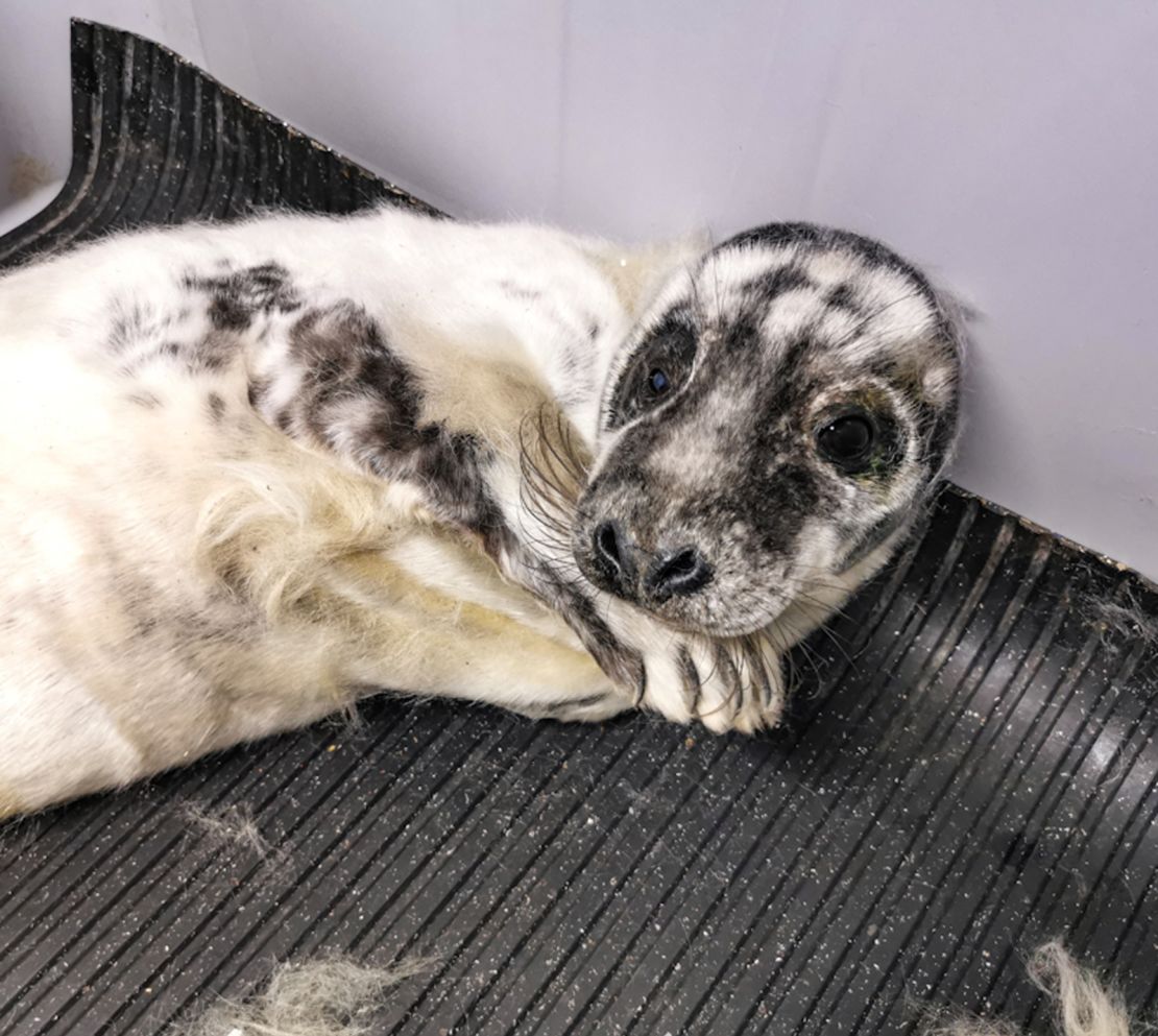 A seal pup named Deimos washed up in the UK this week and was rescued by the British Divers Marine Life Association.