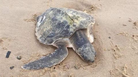 Tally, a Kemp's Ridley sea turtle, washed up on Talacre beach in Wales on Sunday.