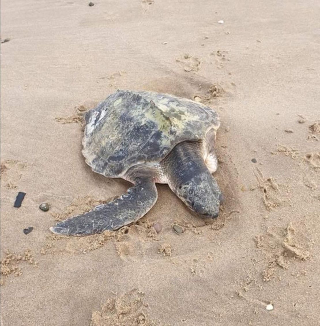 Tally, a Kemp's Ridley sea turtle, washed up on Talacre beach in Wales on Sunday.