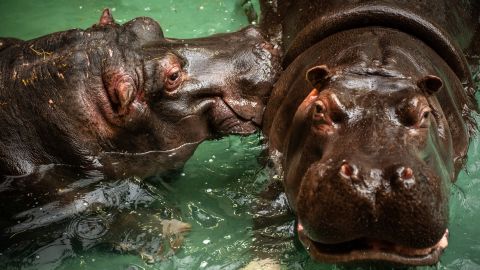 The hippos, named Imani and Hermien, have shown no symptoms "other than runny noses," the zoo said.