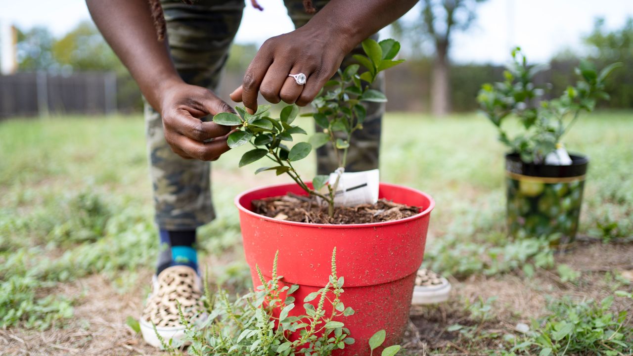 00151621- Black farmers - Photograph of Tiffany Washington working at her home and farm in Austin, Texas on October 15, 2021. (Nitashia Johnson/ Special Contributor)