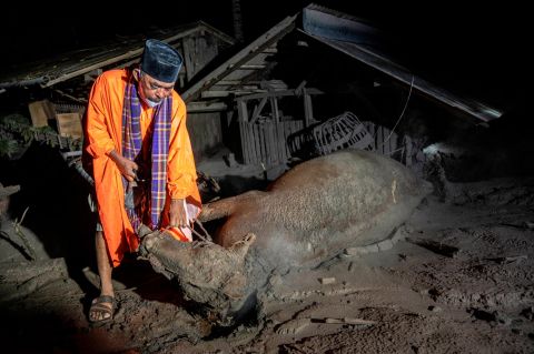 A man inspects dead livestock next to residential areas that had been buried by ash in Sumberwuluh.