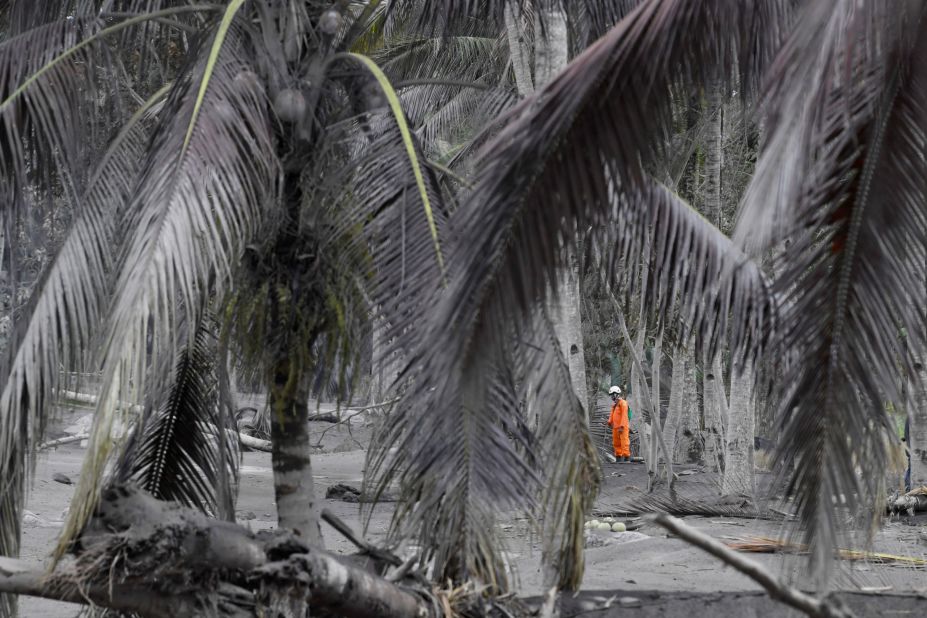 An Indonesian rescue officer stands among trees covered with volcanic ash as he looks for a victim in Sumberwuluh.