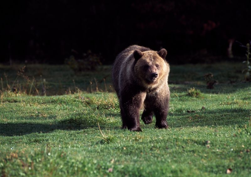 Montana Asks For Federal Protection Of Many Of Its Grizzly Bears To Be ...