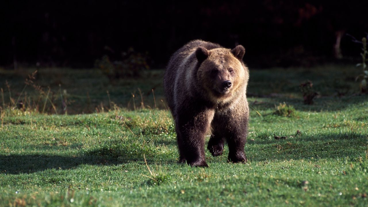 A grizzly bear roams Glacier National Park in northern Montana earlier this year.