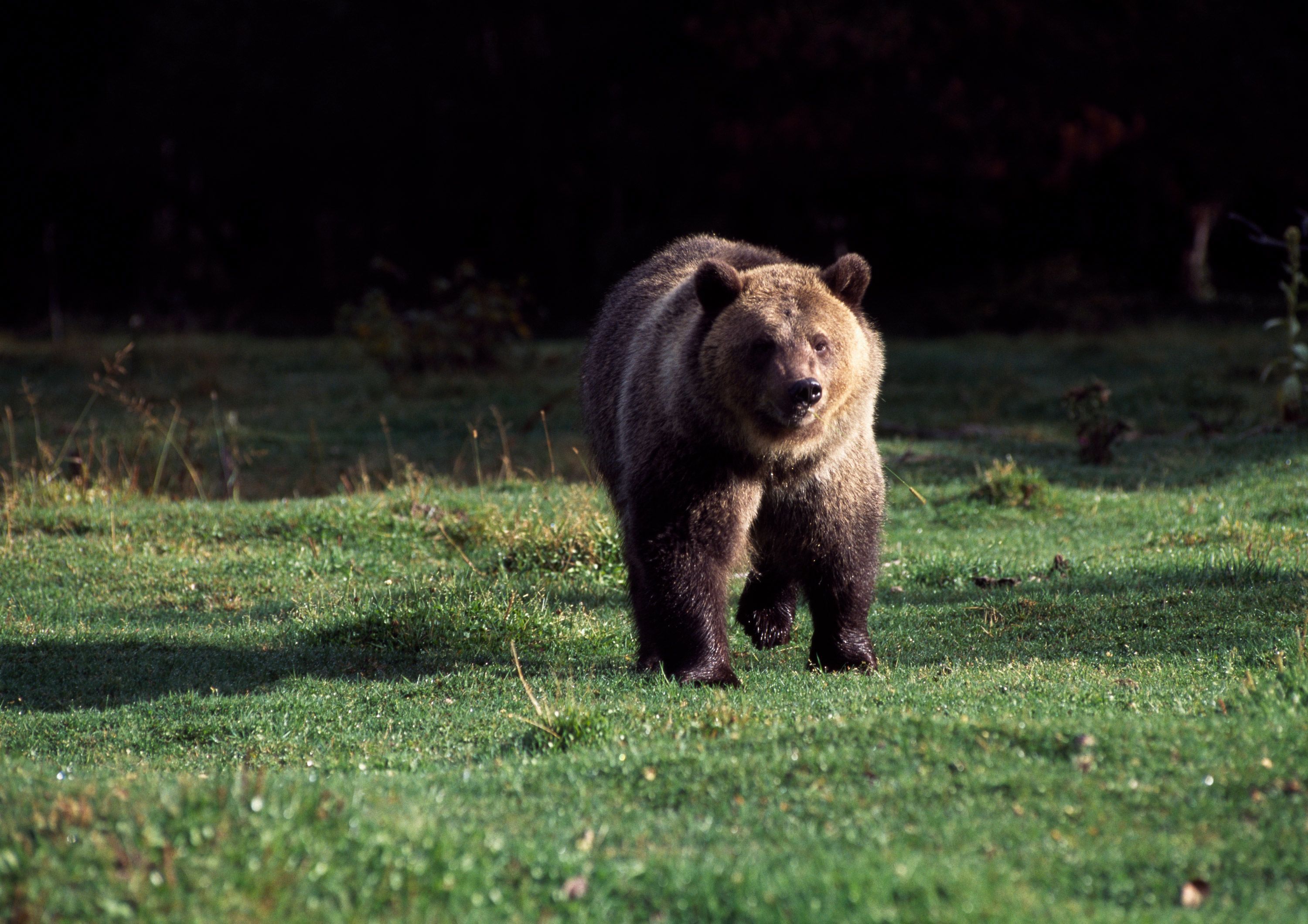 About the Grizzly Bear - Grizzly bear conservation and protection