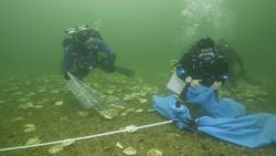 Researchers at the Dornoch Environmental Enhancement Project working to establish an oyster colony on the bed of the Dornoch Firth.
