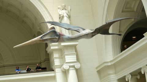 The Field Museum in Chicago has a life-size pterosaur on display.