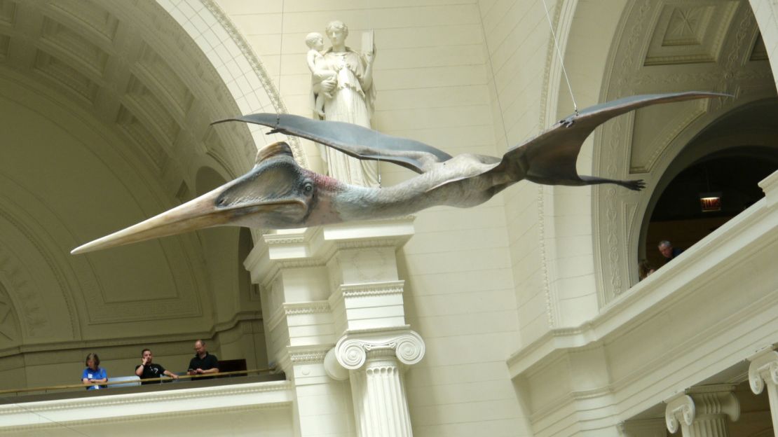 Pterosaurs could launch themselves 8 feet to soar through the air