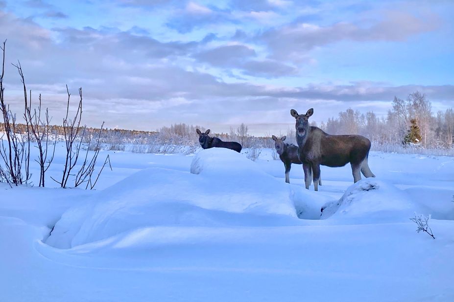<strong>Not just a shelf: </strong>Kallax is a reindeer-filled village in Swedish Lapland.