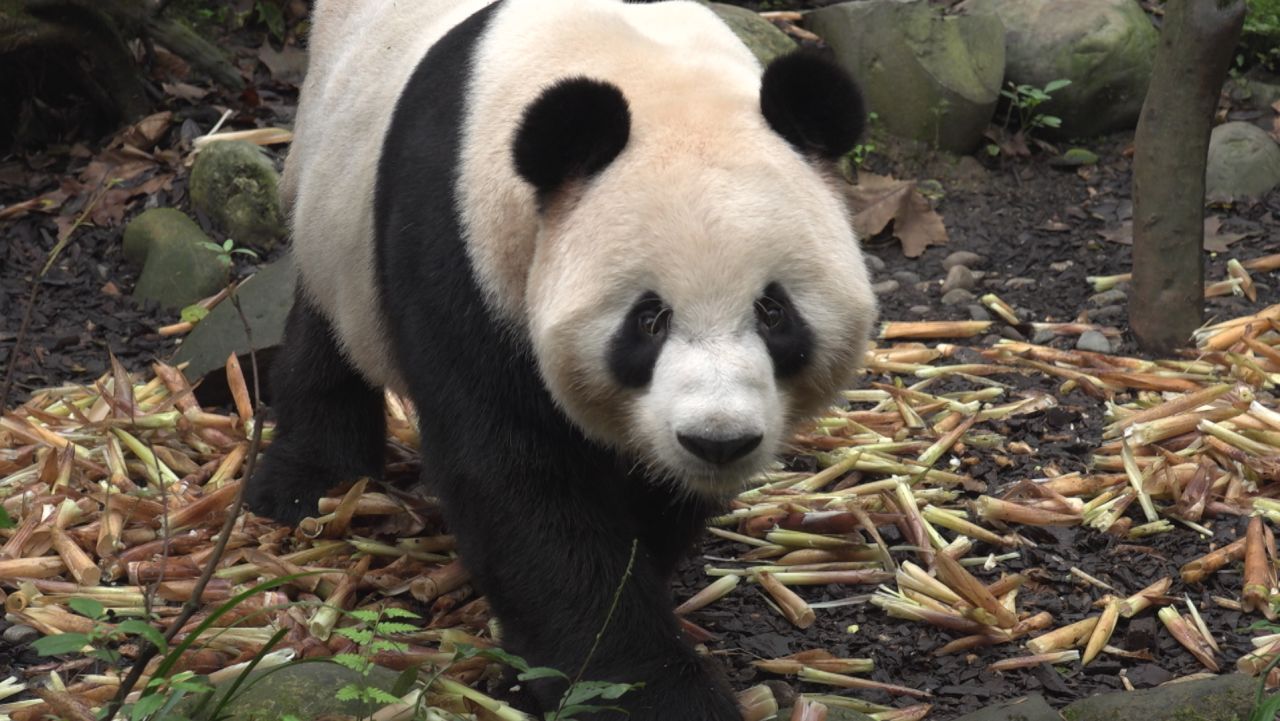 panda call to earth