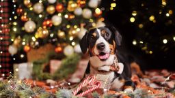 Laying mountain dog against decorated Christmas tree background