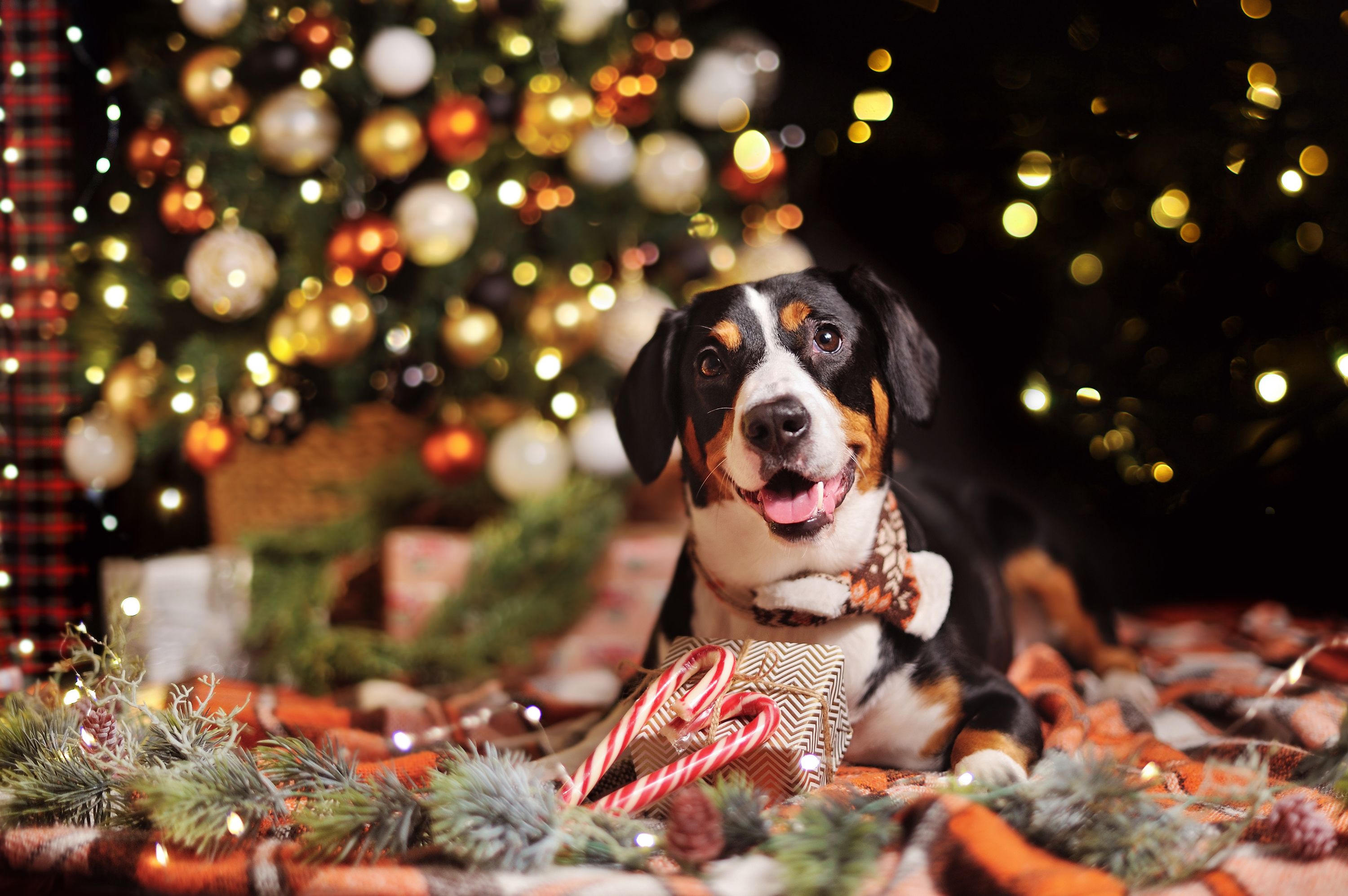 V. Safe Holiday Activities for Dogs
