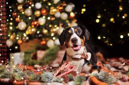 Don't move your dog's bed for the Christmas tree. 